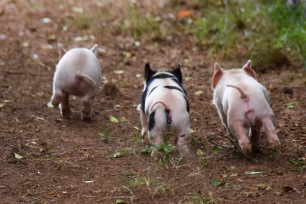 kunekune piglet, maori pig, grazing pig