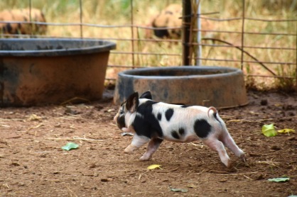 kunekune piglet, maori pig, grazing pig