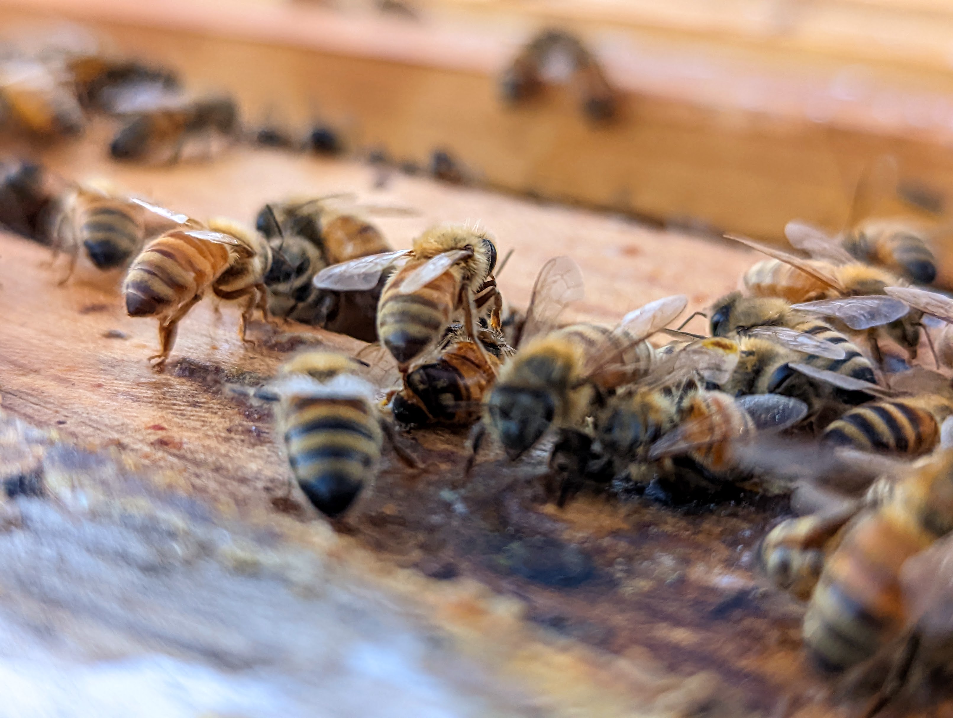 South Carolina Certified Beginner Beekeeping Class!